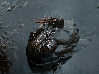 Az olajszennyezés rontja a tengeri madarak költését