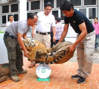 Átfogó tigrisszámlálás kellene Délkelet-Ázsiában
