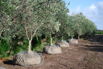 Amerikai kórokozó miatt vágnak ki 3000 olasz olajfát