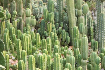 Végveszélyben a kaktuszok harmada