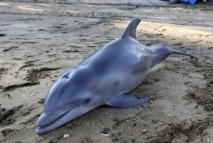 Továbbra is gyilkolja a delfineket az olaj