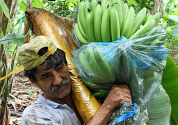 A banántermelő éhezik, a kereskedő kaszál, mi fizetünk