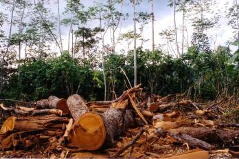 A véltnél nagyobb az amazóniai erdők sebezhetősége