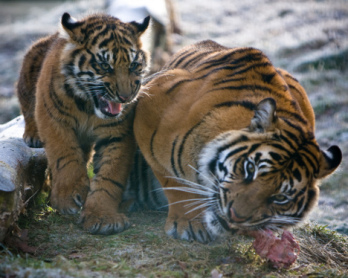 30 éve nincs nyoma a vadon élő dél-kínai tigrisnek