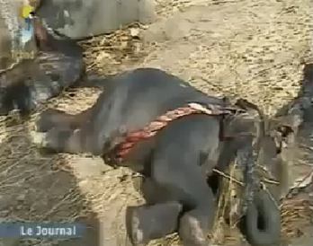 Maliban kipusztulhatnak a sivatagi elefántok