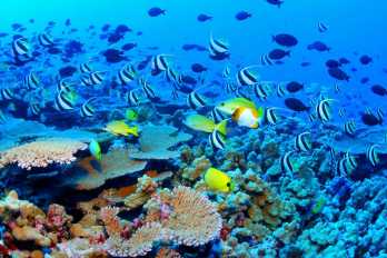 A zajszennyezés is gyilkos a korallszirti halakra