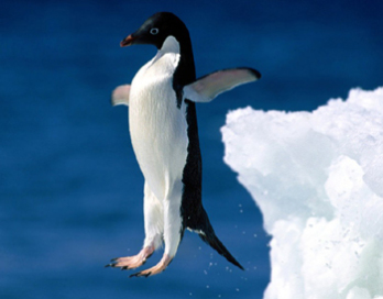Százötvenezer pingvin pusztult el a Déli-sarkon