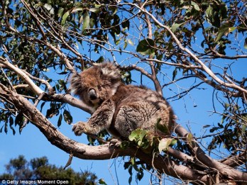 Megölik a beteg koalákat?