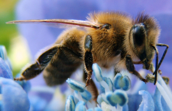Új tanulmány a méhek áldásos munkájáról