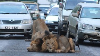 Kenyában egyre szűkül az oroszlánok élettere