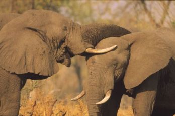 Elefánt védelem sínek alatti vadfolyosókkal