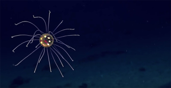Íme az ismeretlen medúza 4000 méter mélyről