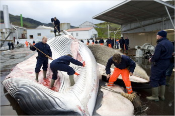 A norvégok a legnagyobb bálnagyilkosok