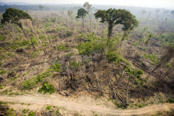 A fakitermelés miatt gyúlékonyabbak az esőerdők