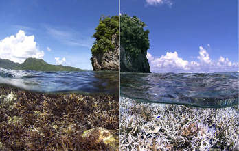 A Mexikói-öbölben is tömeges a korallfehéredés