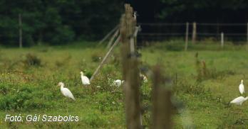 Új madárfaj a Kis-Balatonon - pásztorgémek Zala megyében