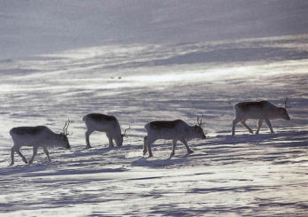 A jégolvadás drasztikusan megváltoztatja sok faj életét