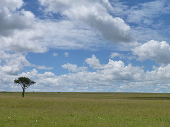Döbbenetesen csökken a kenyai vadállomány