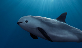 A kaliforniai disznódelfin is a kihalás közelébe jutott
