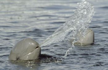Végveszélyben a kúposfejű delfinek