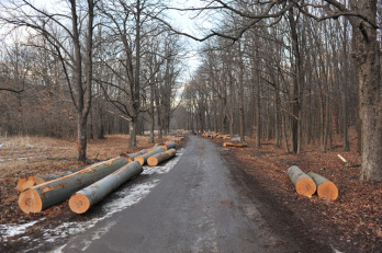 Védett európai erdőket vágtak ki, hogy kipipálják az EU megújulós célkitűzéseit