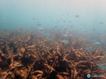 A Nagy Korallzátony 650 km-én történt korallpusztulás