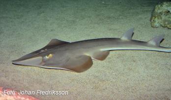 A Földközi-tengeri cápa- és rájafajok fele már a kihalás szélén