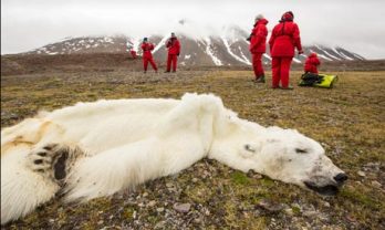 Jön a jegesmedve krízis