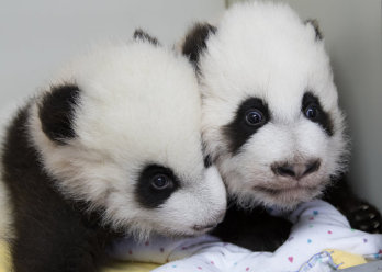  Az Atlantai panda-ikreket keresztelővel ünneplik 100. napjukon
