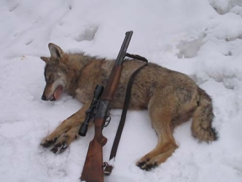 Beindult a svéd farkasgyilkolás