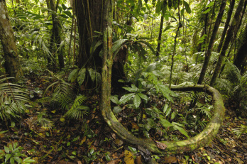 A világ legnagyobb trópusi tőzeglápját fedezték fel a Kongói-medencében
