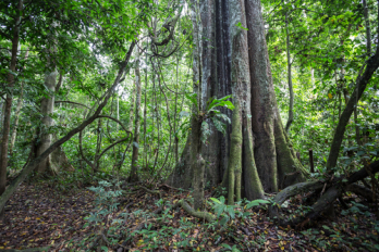 Norvég pénzből mentik a trópusi erdőket