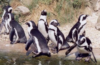 Ökológiai csapdában pusztulnak az afrikai pingvinek