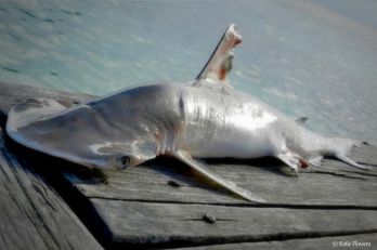 Új cápafajt fedeztek fel Belize-ben