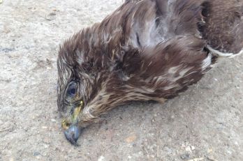 Mérgezett madarat találtak Debrecenben, kutyákra is veszélyes lehet a méreg!