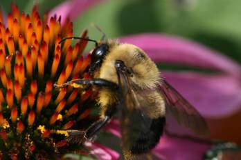 Észak-amerikai méhfajok százai a kihalás szélén