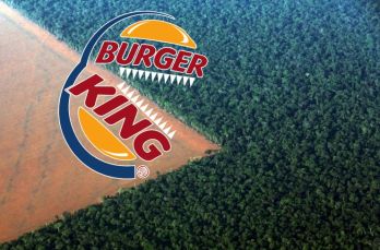 Az esőerdőirtások gyümölcse: a Burger King húspogácsája