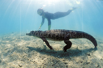 A védett sósvízi krokodilok egyre veszélyesebbek