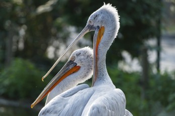 Kiirtották a schönbrunni állatkert pelikánjait