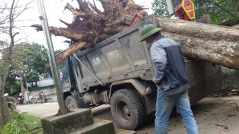 1 millió dollárért vágtak ki egy védett fát