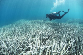 Példátlan korallfehéredés sújtja az ausztrál Nagy-korallzátony északi és középső harmadát