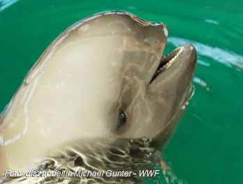 A disznódelfintől függ a Kaliforniai-öböl védettségi státusza 