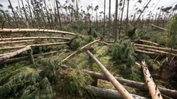 8 millió köbméter fát tarolt le a lengyel vihar