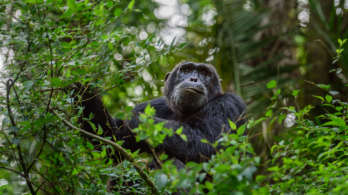 Növényvédő szerek torzítják el az ugandai majmokat 