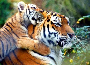 Kazahsztán vadon élő tigrist akar