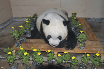 Kimúlt a világ legidősebb pandája