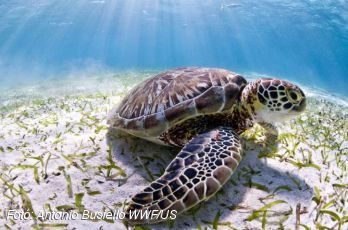 Növekszik a tengeri teknősök egyedszáma