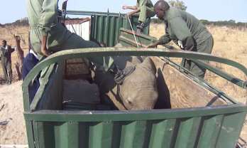 Így hajtják kínai rabságba az afrikai elefántokat