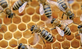 Rovarölő szereket találtak a világ mézeinek nagy részében