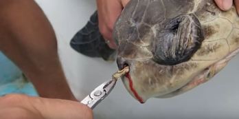 Attenborough szerint is megöli a tengeri élővilágot a műanyag
